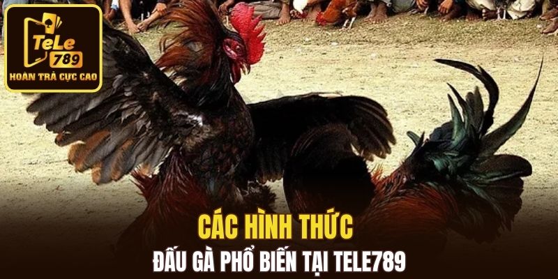 Các hình thức đấu gà phổ biến tại Tele789