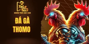 Đá gà Thomo