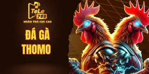 Đá gà Thomo