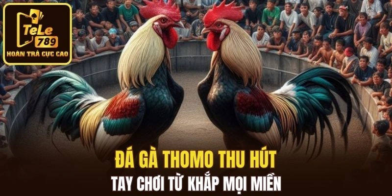 Đá gà Thomo thu hút tay chơi từ khắp mọi miền