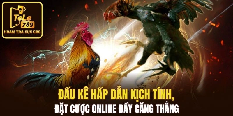 Đấu kê hấp dẫn kịch tính, đặt cược online đầy căng thẳng