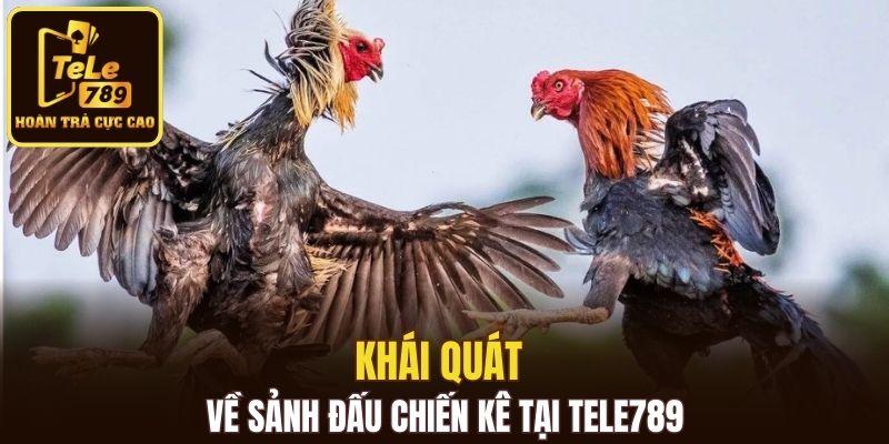 Khái quát về sảnh đấu chiến kê tại Tele789